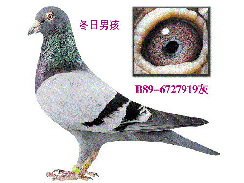 �����Ŵ� ������ѧղɭ����(ͼ)