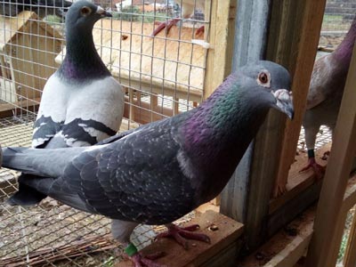 ��ʦ�������ָ� ��������͸�λ(ͼ)