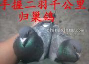 ����˼�飺ǧ�����������¹���(ͼ)