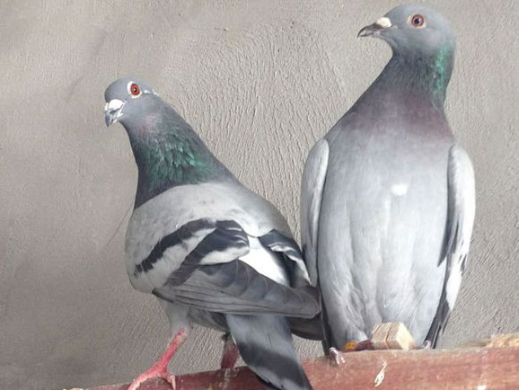 �ſ�������Ϊɶ�����ߣ�