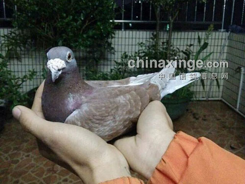 �����ף����ϸ���������(ͼ)