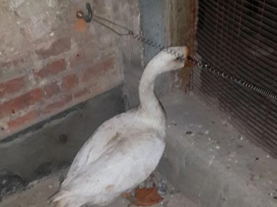 ���𰮸뱻ҧ�� �����׶쵱����(ͼ)