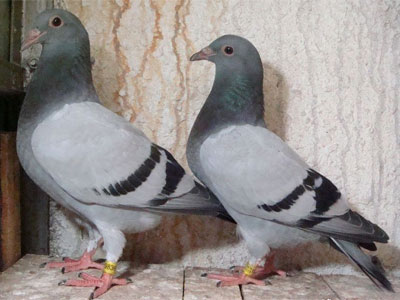 ������������������