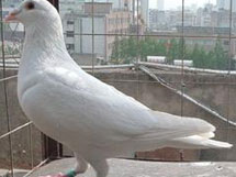 ɵ�ۣ����600����ɻؼ�