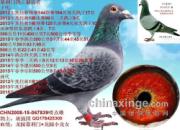 �ɹ��Ĳ�������ʵս+��Ѫ(ͼ)