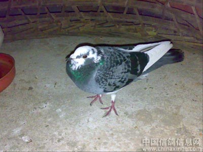 ������ͷ�룺����ɫ����һ��ͦ��18��