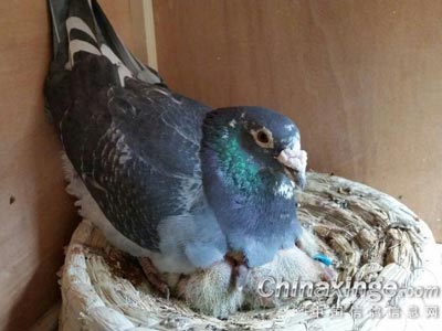 ��С���⡱�͡������⡱ͬ��ܺ�г��(ͼ)