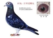 ��˳��̸�⼮�룺�ӽ���Ѫ ������ϵ