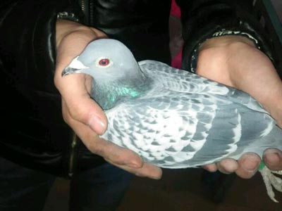 ���������ɻ� ����Ҳ�ϲ���(ͼ)