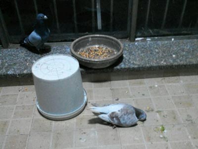 һ��СͰ��������������(ͼ)