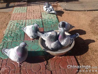 �ų���ϴ�� �ָ뱶��ˬ(ͼ)