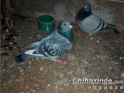 ���𰮸����� ��Ҷ��ָ��(ͼ)