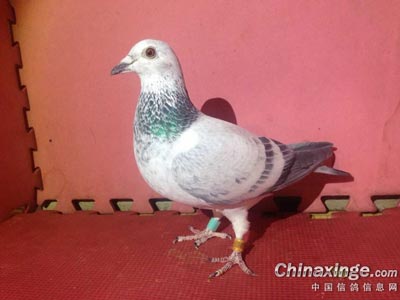 �������ͣ��ҵ����뻨����(ͼ)