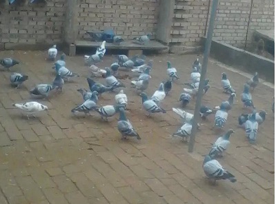 �󻧸�������� �������������(ͼ) 