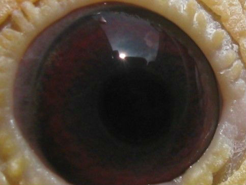 ţ��Ҳ�ܷɣ�