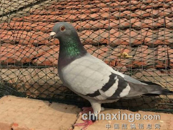 ����С����ֱ�ϰٹ��ﵱ�չ飨ͼ��