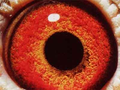 �������ͣ�����������Ҫ��