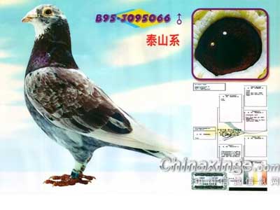 ���ͣ���̩ɽϵ�ָ�