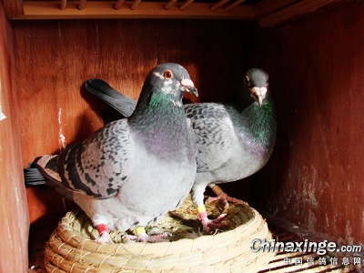 �긴һ�� ��Թ�޻ڵ���ū