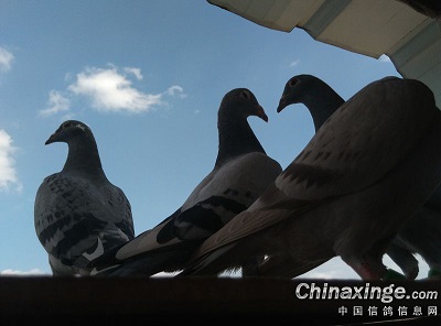 �ò��÷������ھ��ٴε�������