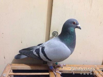 С���ѽ����� ����һ�����ƽ��(ͼ)