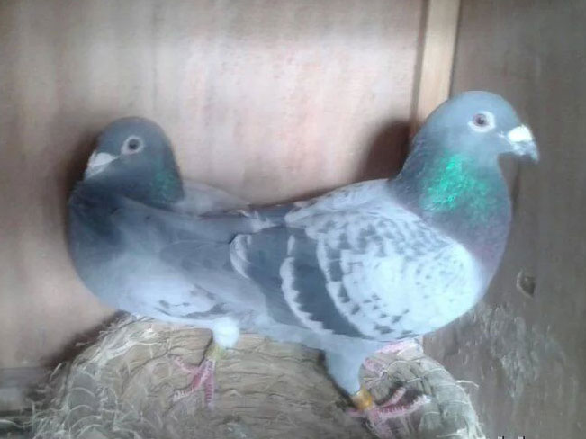 �Ｑ��������Լҷ�һ��ץ(ͼ)