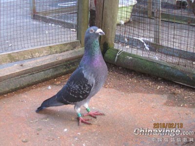 ����Ҫ�󲻸� ʦ���ǰ�������(ͼ)