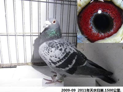 ʵ��ʵ�ģ�1500����鳲��(ͼ)