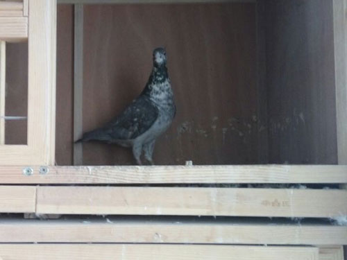 �߼�ԭ����ȫ���� ����ʵս��(ͼ)