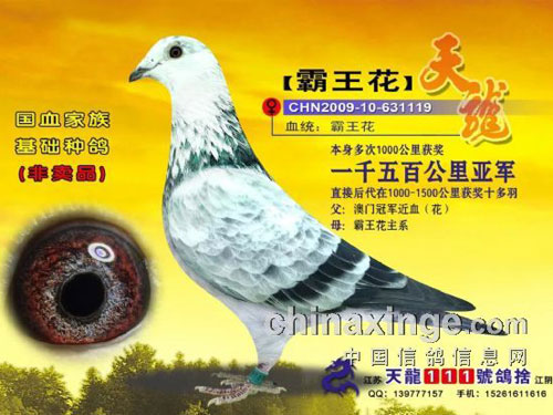 ���ܷ�Զ�� ��Ҫ�С���Ѫ��(ͼ)