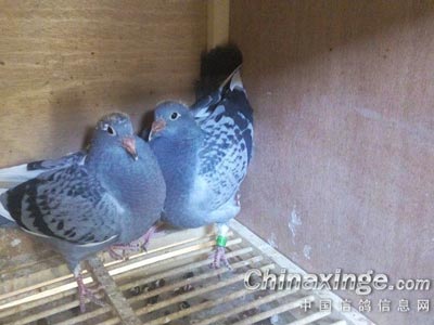 ������2016��ڶ�������(ͼ)