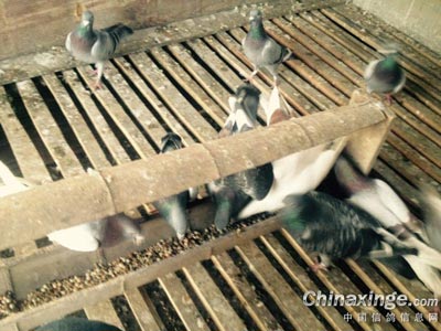 ������������� �����޷�������(ͼ)