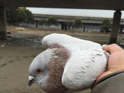 �߼�������ץ����(ͼ)