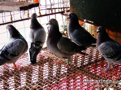 ����������ͣ�����ԭ�䷽ԭģ����(ͼ)