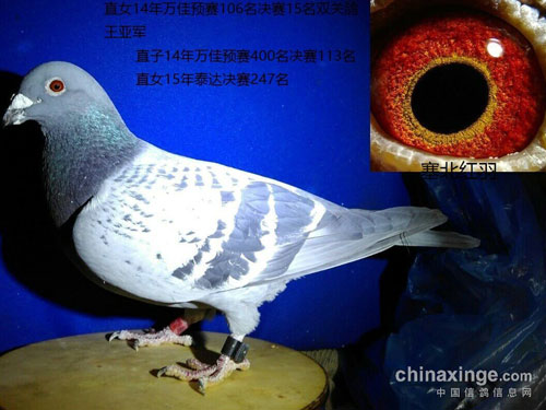 �����ָ룺�����ܿ������Σ�(ͼ)