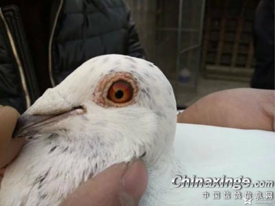 �ҵĲ���������(ͼ)