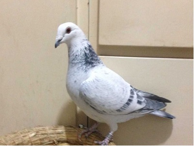 �����ۼ�����Զ�̿��ٸ�(ͼ)