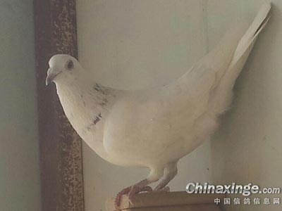 ϲ���׸� ��ν���Ⱥ����ѣ�(ͼ)