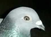 ���ӵ���ɰ��ô��䵭��