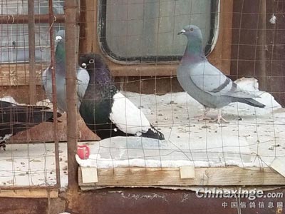 �����о�����������