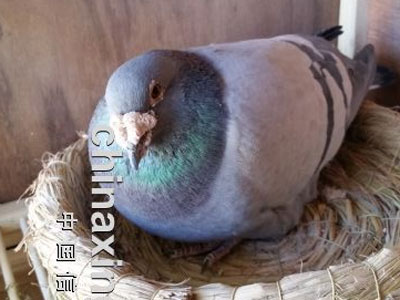 ſ���е�16������(ͼ)