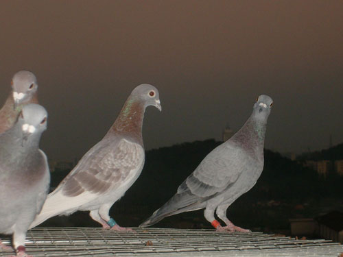 Ǳ���ġ���ɫ�ۡ�