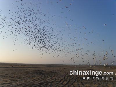 �����ս��10�����Ÿ�Ӻζ�����