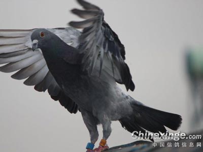 �Ժ����������ֵĸ�������