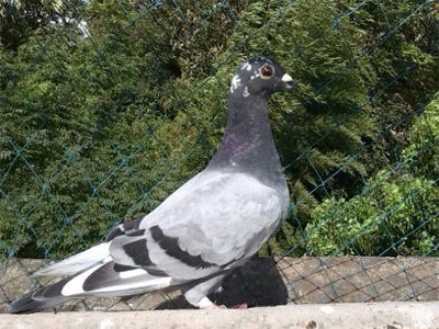 �����ˣ�Ϊ�˸��5�� ����ŷ�