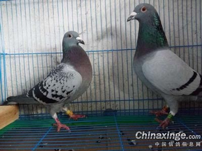 ���������͹��� ��10��ö�11��(ͼ)