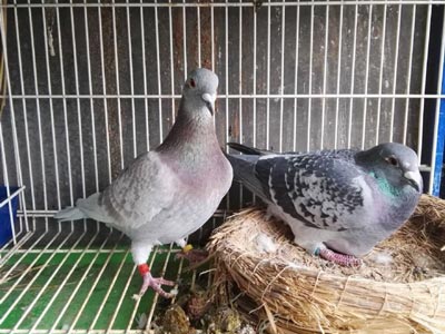 �������ôţ 10���ɼ���ֻ�䵱��ķ(ͼ)