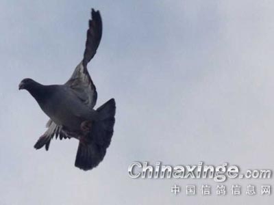 �ҷ�ץ�� �������Լ���(ͼ)