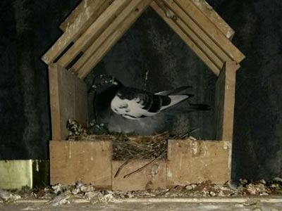 ���Ǵ�˵�еġ��ѷ����뷨����(ͼ)