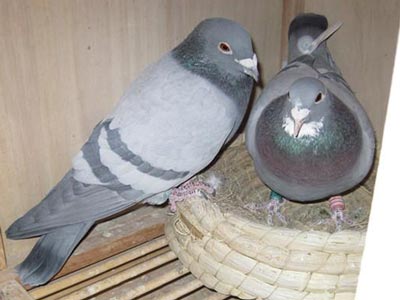 �������������ྻ ��Ѫ����(ͼ)